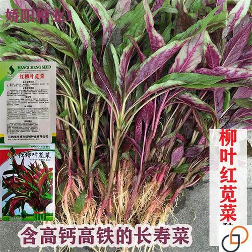 柳叶红苋菜种子野菜耐旱耐湿小青菜四季汗菜春菜盆栽菜园蔬菜种籽