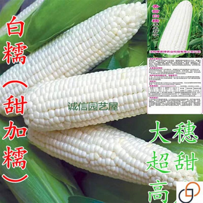 白糯玉米种子 甜糯型 粘糯香甜白色玉米种子营养粘苞米籽高产包邮