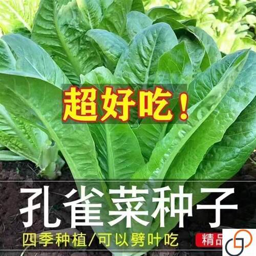 孔雀菜种子可生吃罗马直立生菜耐寒四季播种大田盆栽沙拉生菜种籽