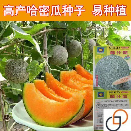 网纹哈密瓜种子超甜南北方四季播种水果甜瓜香西瓜阳台盆栽蔬菜籽