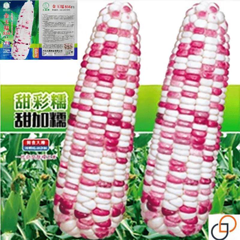 金玉糯玉米种子四季糯黏玉米种籽薄皮彩糯高产量甜糯香籽种高产孑