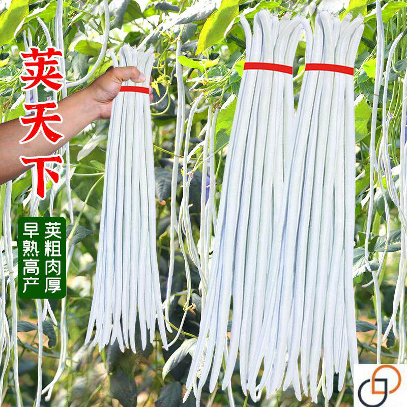 白豇豆种籽白条长豆角种子早熟高产豇豆春秋四季豆蔬菜种孑苗秧