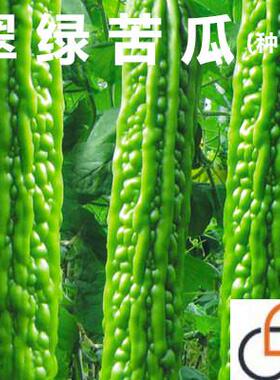 苦瓜种子种籽孑苗秧疙瘩绿高产菜苗特大秧苗阳台四季春季盆栽蔬菜