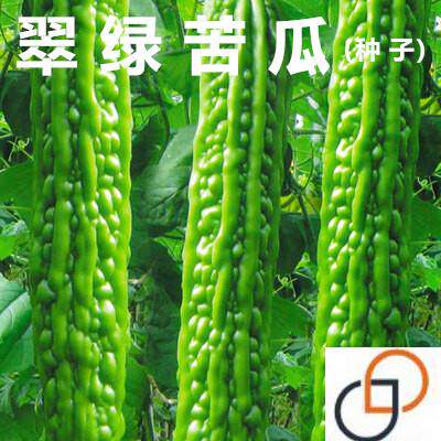 苦瓜种子种籽孑苗秧疙瘩绿高产菜苗特大秧苗阳台四季春季盆栽蔬菜