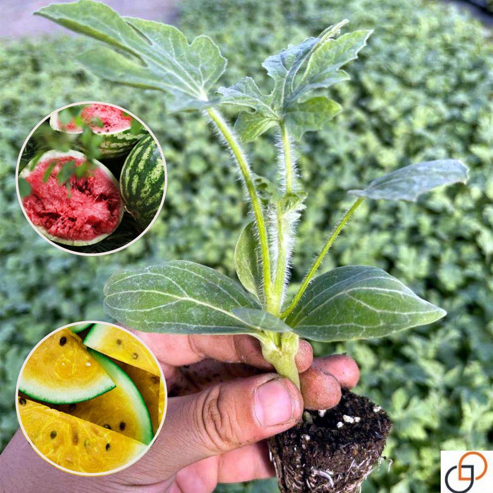 8424嫁接西瓜苗秧苗无籽美都麒麟瓜苗秧南方阳台盆栽种植甜瓜苗