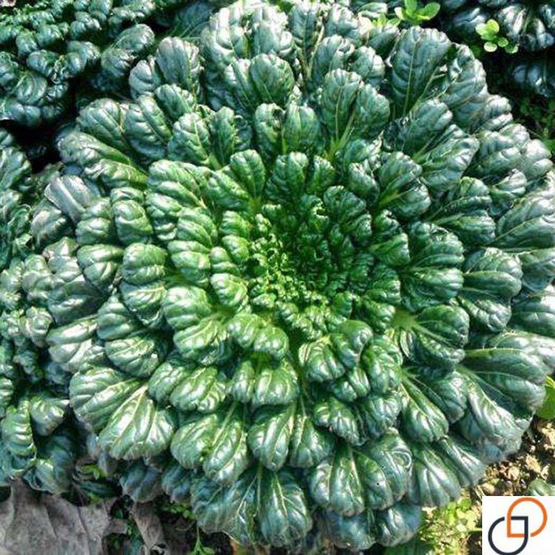 乌塌菜种子高钙保健蔬菜养心菜黑白菜种子四季播种农家易种黑心乌