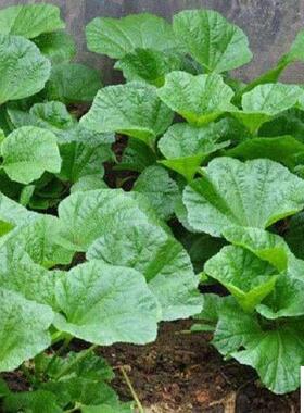 糯米冬寒菜种子四季种植冬寒菜蔬菜种子苋菜阳台菜园盆栽均可种植