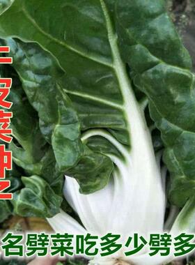 春不老厚皮菜种子白梗甜菜牛皮菜籽四季播耐寒猪肚菜易种蔬菜种子