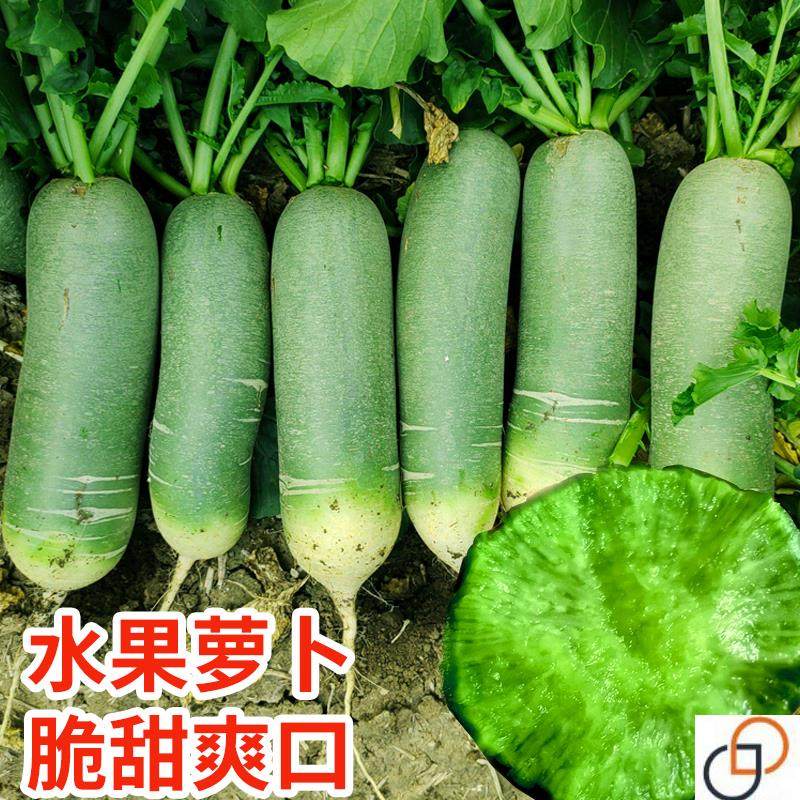 沙窝水果萝卜种子生吃脆甜农家蔬菜种孑四季播种阳盆栽绿萝卜种籽