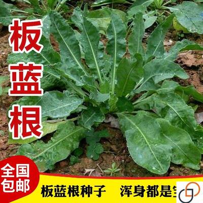 板蓝根种子奥斯曼草板蓝根种子大青叶种子蓝靛青靛药食兼用