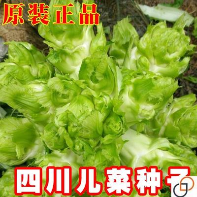 正宗四川儿菜种子种籽芥菜种四季菜种娃娃菜蔬菜抱儿菜孑菜籽耳菜