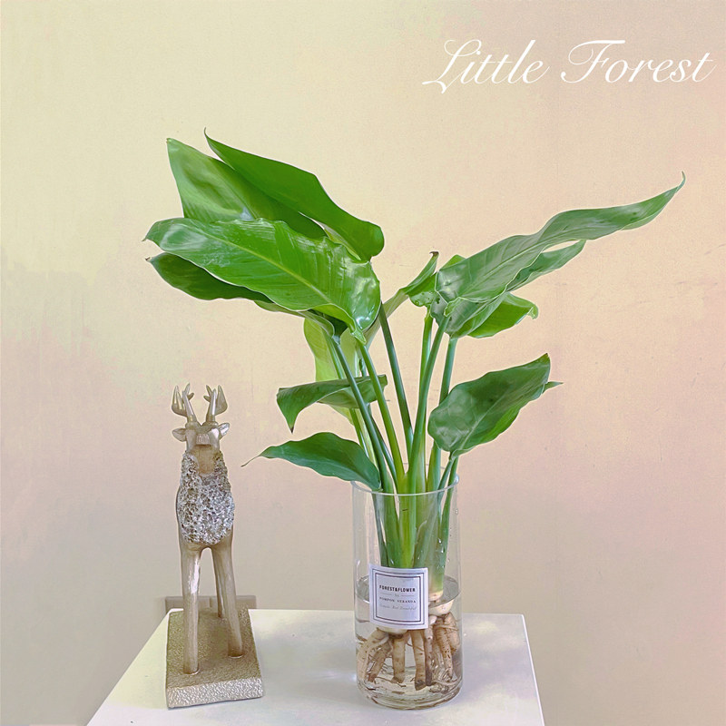 水培天堂鸟植物大绿植盆栽四季常青水养花卉鹤望兰室内办公桌客厅