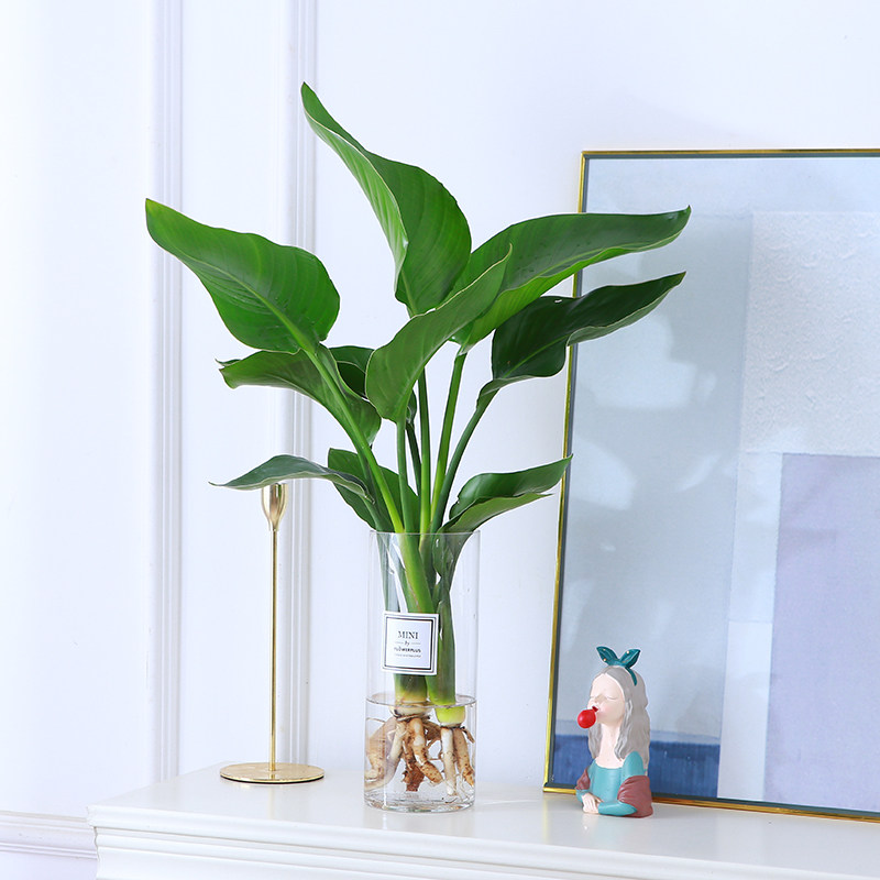 水培植物天堂鸟大绿植盆栽室内桌面四季好养水养花卉鹤望兰办公桌