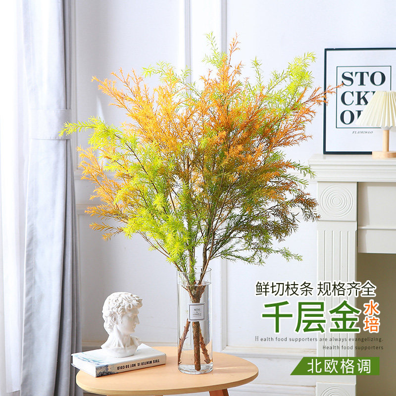 水培千层金鲜切枝水养客厅办公室桌面插花装饰黄金香柳年宵花