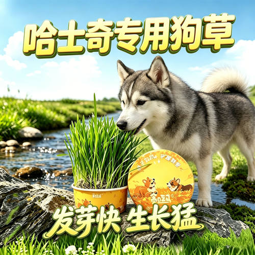 哈士奇专用狗草狗狗吃的草小狗零食宠物盆栽大型犬排毛食用草食物
