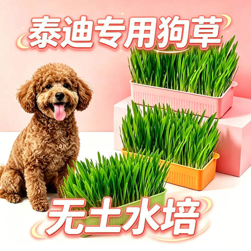 泰迪专用狗草狗狗吃的草小狗零食
