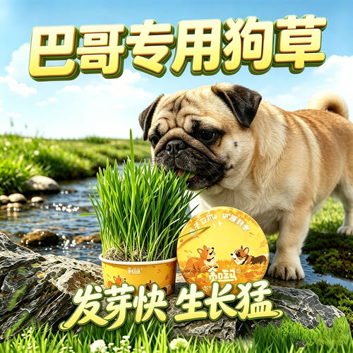巴哥专用狗草狗狗吃的草小狗零食宠物盆栽小型犬爱吃的排毛食用草