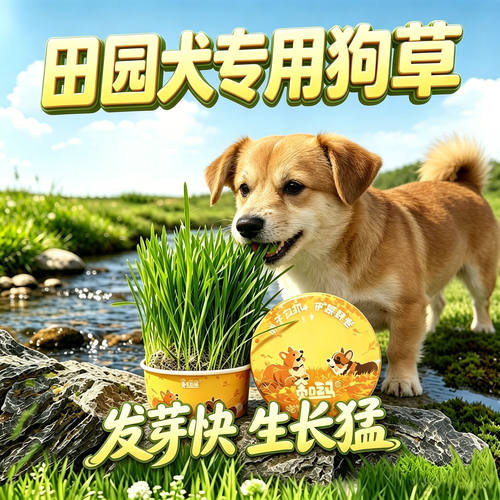 田园犬专用狗草狗狗吃的草小狗零食宠物盆栽中型犬排毛化毛食用草