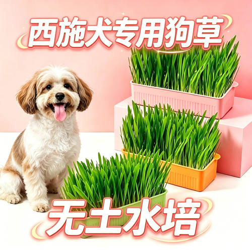 西施犬专用狗草狗狗吃的草小狗零食宠物盆栽小型犬排毛食用草食物