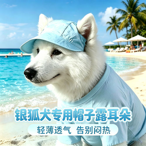 银狐犬专用狗狗帽子小狗宠物狗露耳朵遮阳帽大型犬大狗防晒太阳帽