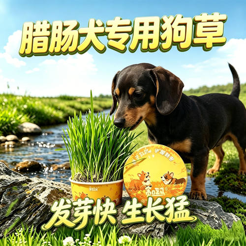 腊肠犬专用狗草狗狗吃的草小狗零食宠物盆栽小型犬排毛喜欢食用草
