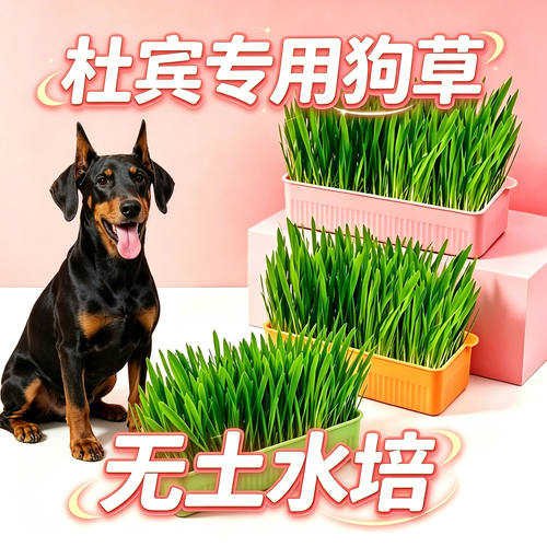 杜宾专用狗草狗狗吃的草小狗零食宠物盆栽大型犬排毛食用草化毛球