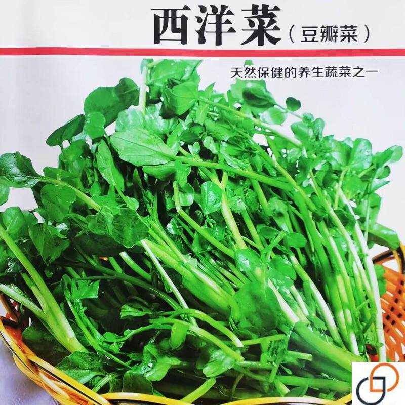 西洋菜种籽豆瓣菜种子秋播菜种水芥菜蔬菜孑子盆栽菜籽小青菜籽种