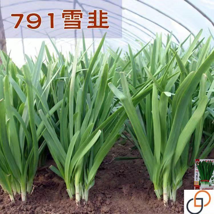 791雪韭种子紫根韭菜种子四季不休眠韭菜冬季阳台种籽冬天蔬菜籽