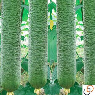 皱皮一/二号 肉丝瓜种子种籽四季特大超长丝瓜子蔬菜孑巨型新品种