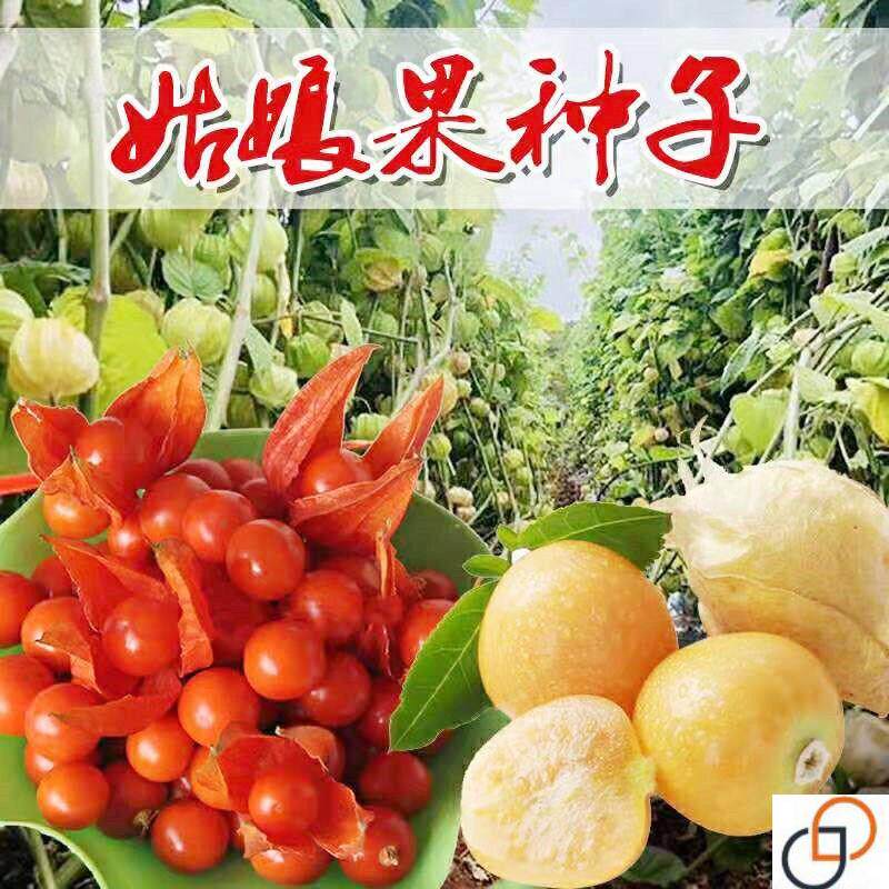 东北菇娘种子黄姑娘红姑娘种籽灯笼果阳台庭院秋四季易种水果种子