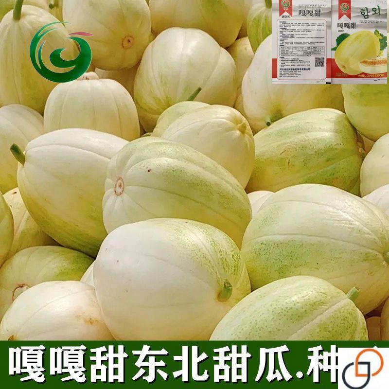 嘎嘎甜东北甜瓜种子香瓜籽春季蔬菜种子黄金蜜宝香瓜高产抗病耐贮