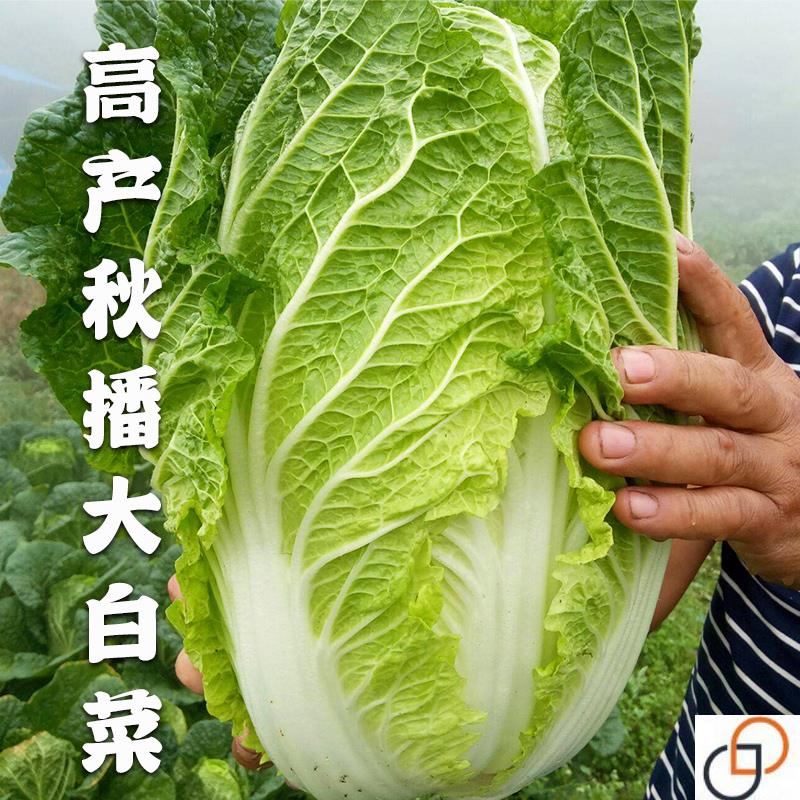 白菜种籽种子秋季播种秋天大白菜子种四季庭院种植高产抗病蔬菜孑
