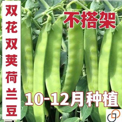 【双花双荚】甜脆荷兰豆种子高产耐寒农家自种春秋冬季豆角菜种子