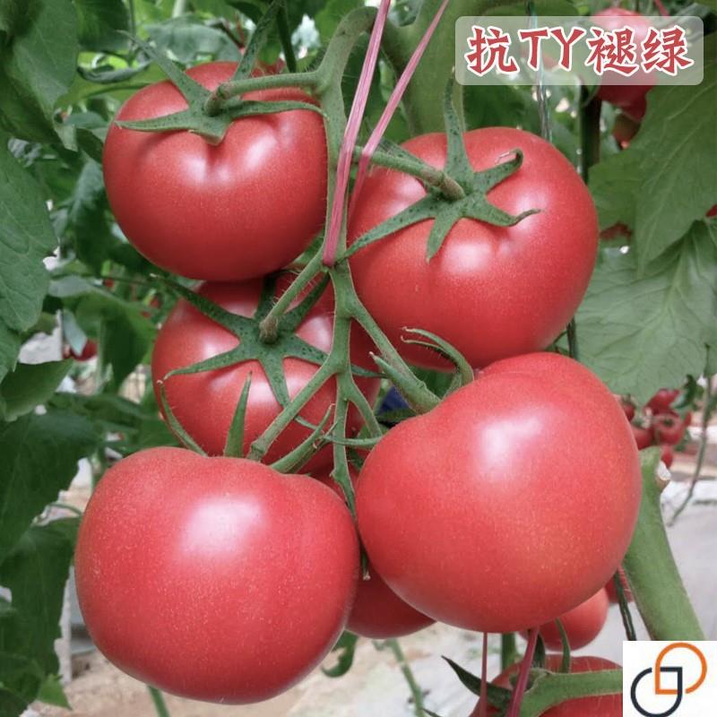 粉果沙瓤大番茄种子越冬高产口感好酸甜西红柿阳台盆栽蔬菜种孑苗