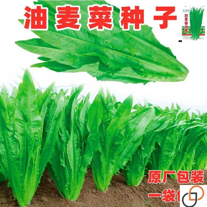 油麦菜种子大叶耐热四季农家阳台盆栽油麦苦菜大颗青菜蔬菜种籽