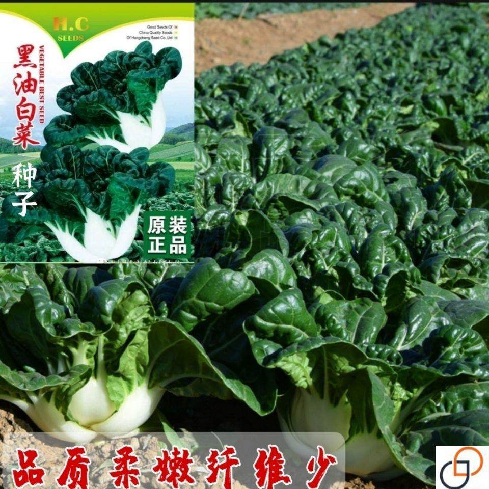 黑油白菜种子黑白菜种籽奶油白菜籽青菜黑油菜四季播蔬菜种孑