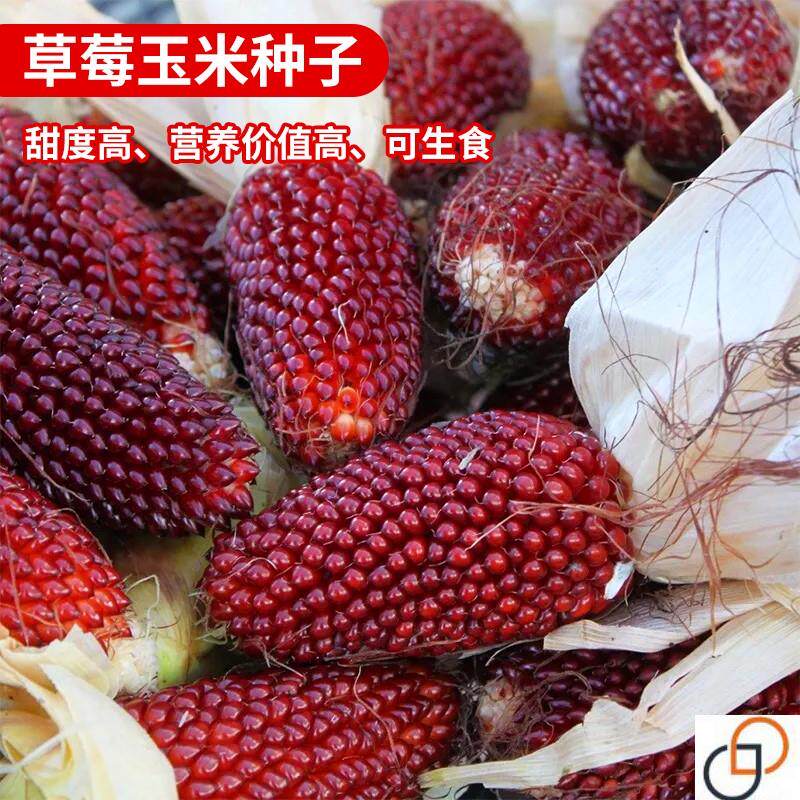 草莓玉米种子鲜食生吃阳台庭院小玉米种籽观赏水果玉米种蔬菜种孑