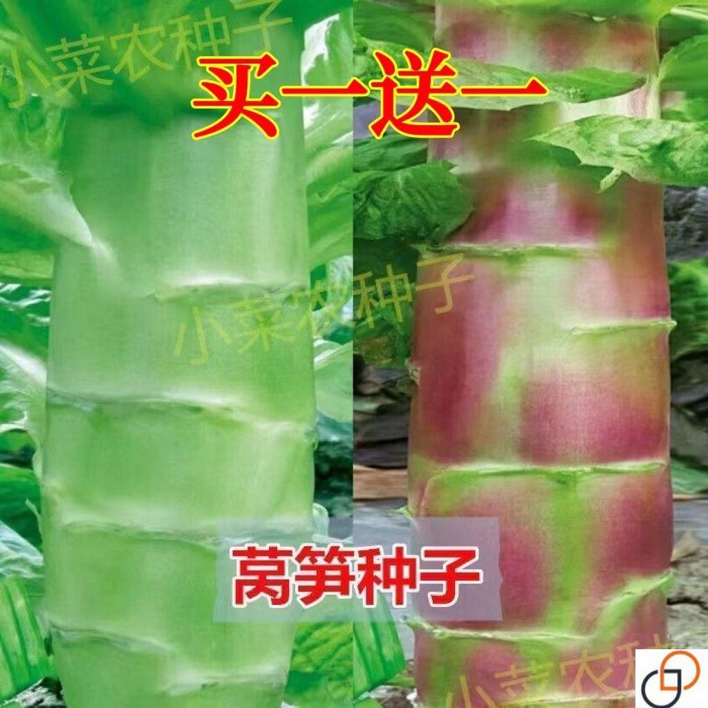 莴笋种子四季绿肉耐热耐寒高产尖叶红皮特大香莴笋脆嫩莴苣蔬菜种