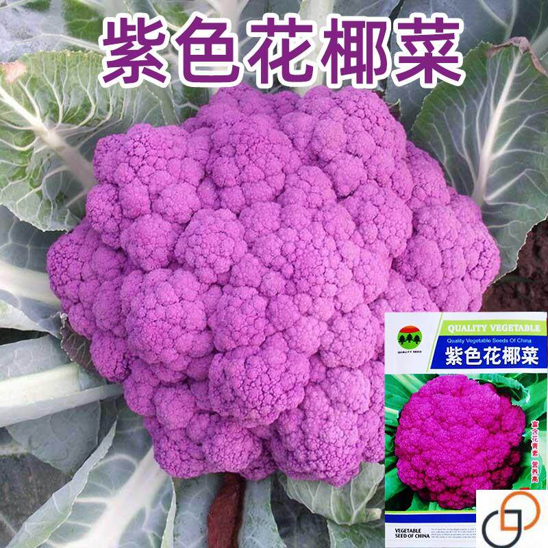 紫色花椰菜种子紫花菜种籽紫色菜花西蓝花露天基地秋季种蔬菜种籽