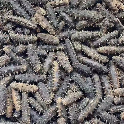 大连淡干深海海参500g辽刺参泡发