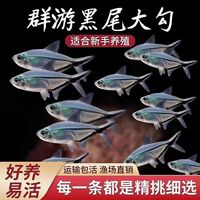 黑尾大勾群游小型鱼淡水热带观赏鱼鱼缸苗好养耐活冷水混养