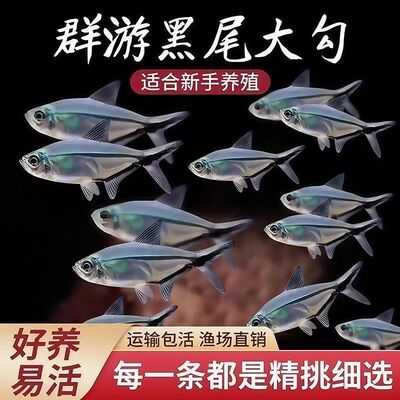 黑尾大勾群游小型鱼淡水热带观赏鱼鱼缸苗好养耐活冷水混养