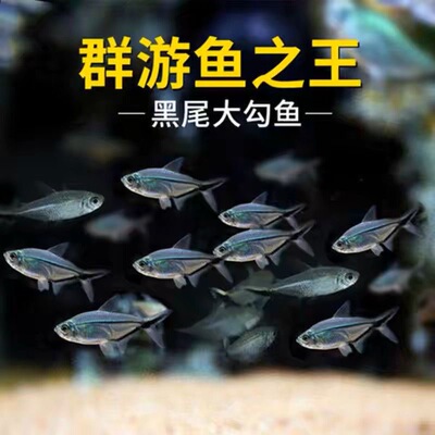 黑尾大勾群游小型鱼淡水热带观赏鱼鱼缸苗好养耐活冷水混养
