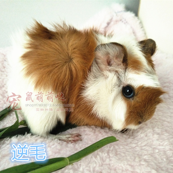 Dutch pig live short reverse hair Dutch rat guinea pig Dutch pig baby live rare color small pet live for sale