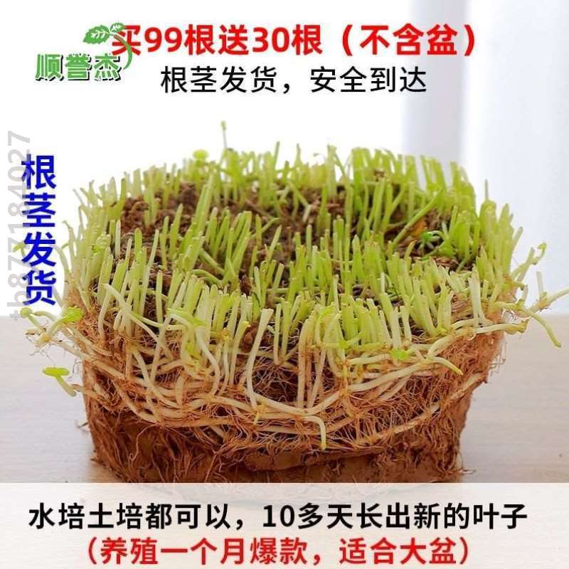 养植水生花草净化家庭花器绿植金钱草家用养活招财大号常青