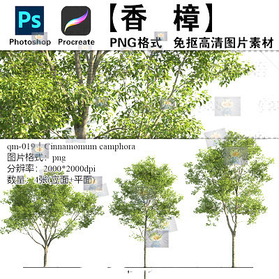 香樟png免抠ps透明平立面高清景观植物常绿乔木procreate图片素材