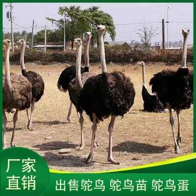 鸵鸟幼崽一对正宗非洲鸵鸟多少钱驼鸟脱温苗涨三百斤全国包邮包活