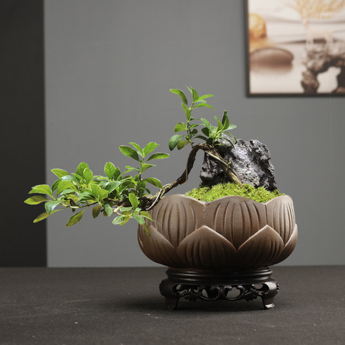 简约素烧绿植文竹盆景盆