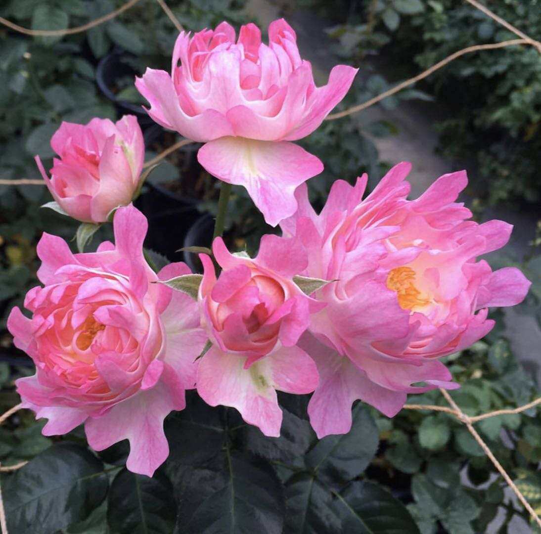 海葵海的女儿月季花大苗伯爵玫瑰大花四季阳台花园玫瑰花盆栽花卉