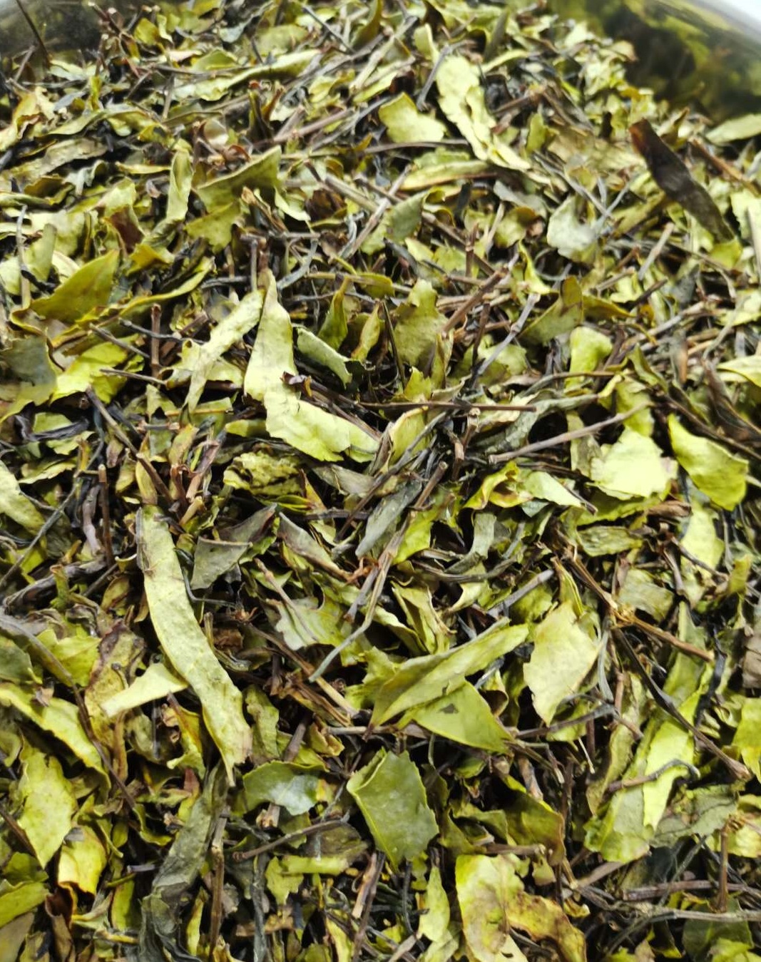 黄枝香蜜兰香宋种白叶鸭屎香茶叶